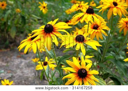 Yellow Echinacea Flowers On Green Nature Background In Sunny Day. Patch Of Coneflower In Meadow.