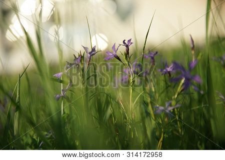 Purple Flowers In Beautiful Sunset Light With Bokeh, Scaevola Flowers