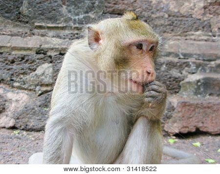Affe