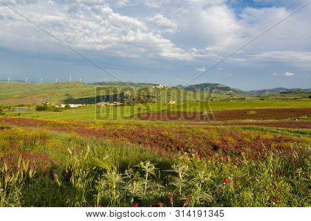 Landscape With Colorful Blossoming Pastures And Fields, Honey Flowers Sulla From Sicily, Agriculture