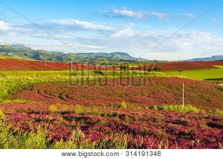Landscape With Red Blossom Of Honey Flowers Sulla On Pastures And  Green Wheat Fields On Hills Of Si