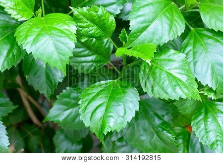 Fresh Green Hibiscus, Rose Mallow Or Bunga Raya Plant In A Garden.