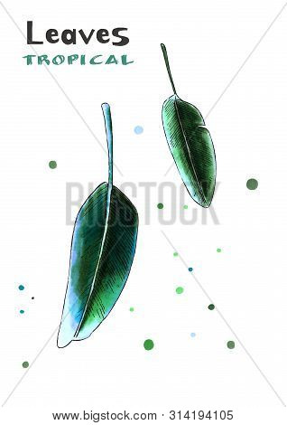 Banan Leaves On White Background. Hand Draw Illustration