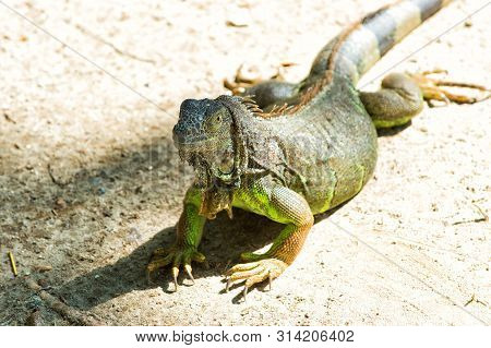 Wild Animal In Natural Environment. Save Biodiversity Concept. Lazy Lizard Relaxing Sunny Day. Stunn