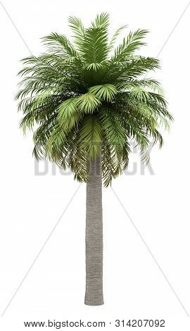 Chilean Wine Palm Tree Isolated On White Background. 3d Illustration