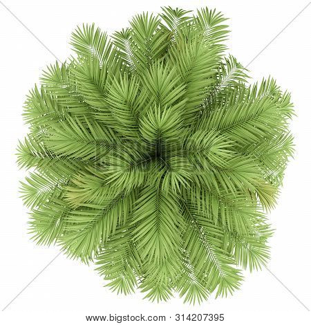 Chilean Wine Palm Tree Isolated On White Background. Top View. 3d Illustration