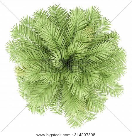 Chilean Wine Palm Tree Isolated On White Background. Top View. 3d Illustration