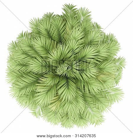 Chilean Wine Palm Tree Isolated On White Background. Top View. 3d Illustration