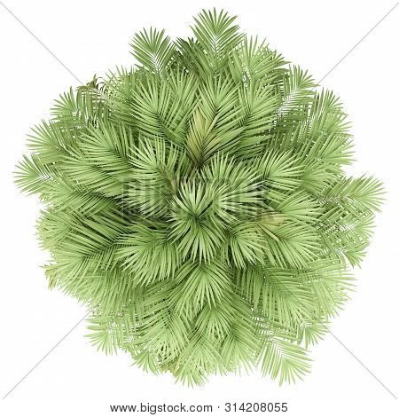 Chilean Wine Palm Tree Isolated On White Background. Top View. 3d Illustration