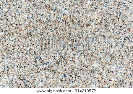 The View From The Top. Summer Beach And Sea Background With Seashell On The Beach. The Concept Of Va
