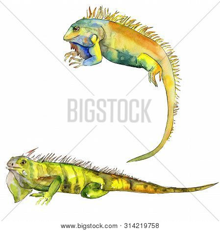 Exotic Iguana Wild Animal In A Watercolor Style. Background Illustration Set. Isolated Reptilia Illu