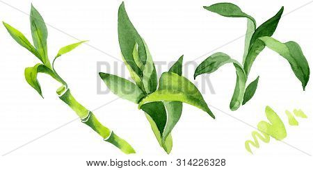 Bamboo Green Leaves. Watercolor Background Illustration Set. Isolated Bamboo Illustration Element.