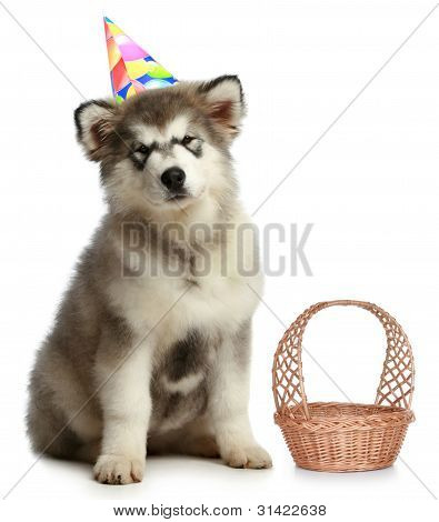 Alaskan Malamute in Partyhut