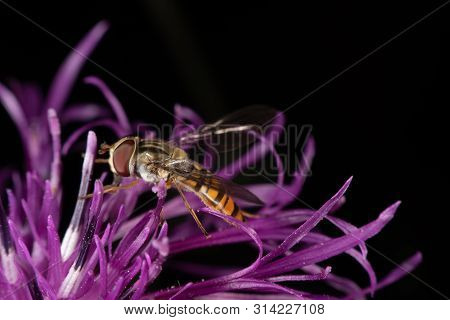Marmalade Hoverfly