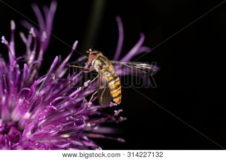 Marmalade Hoverfly
