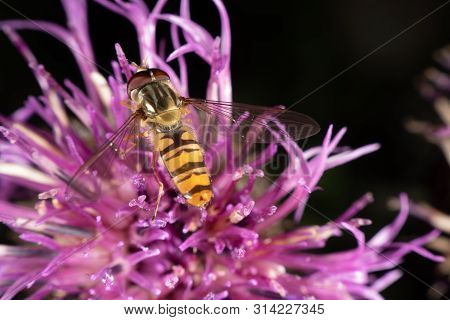 Marmalade Hoverfly