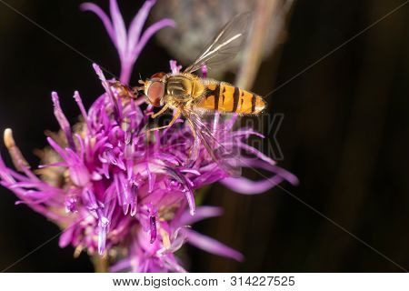 Marmalade Hoverfly