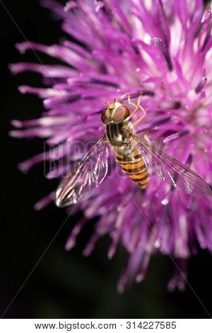 Marmalade Hoverfly