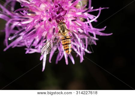 Marmalade Hoverfly