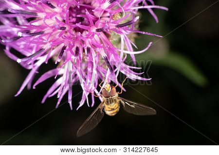 Marmalade Hoverfly