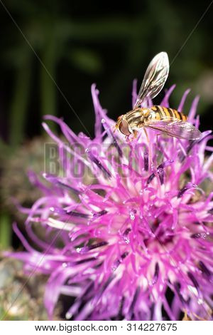 Marmalade Hoverfly