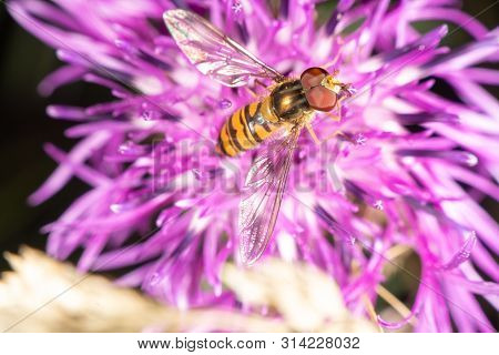 Hoverfly On A Purple Flower In Late Summer
