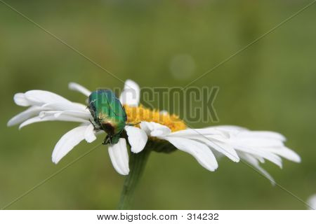 En fejl på en blomst