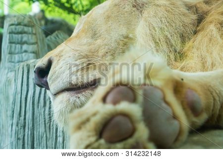 Paw Of Lion Showing Pads, Close-up. Concept Of Animals In The Zoo.