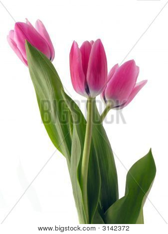 Letzte Rosa Tulpen