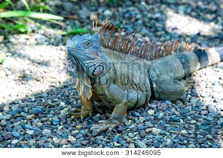Wild Life Concept. Animal Rights. Save Biodiversity Natural Area. Lazy Lizard Relaxing. Stunning Nat