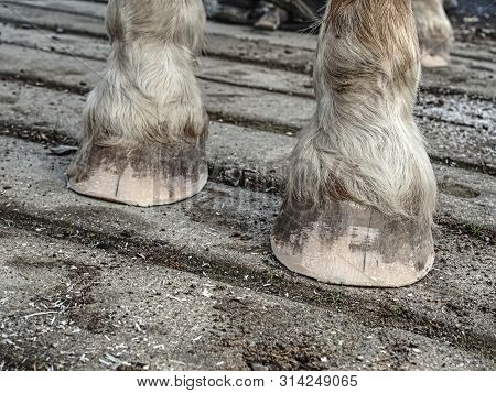 Waist Keratin After Hooves Modulation. The Blacksmith Hoof Trimming Is Necessary Procedure For Right