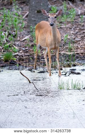 White Tail Deer Wandering Around Thick Forest Near Water