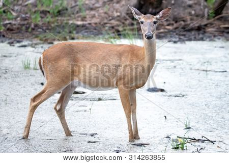 White Tail Deer Wandering Around Thick Forest Near Water