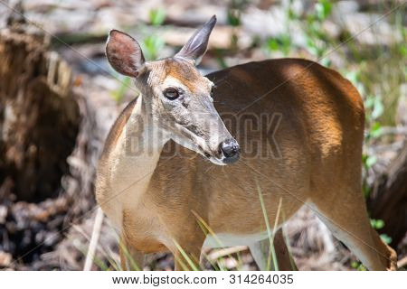White Tail Deer Wandering Around Thick Forest Near Water