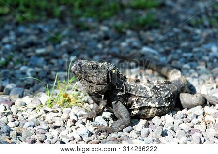 Tropical Reptile. Lizard Iguana In Wildlife. Big Lizard At Roatan Honduras. Wild Life Concept. Anima