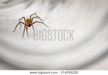Giant House Spider (eratigena Atrica) Frontal View Of An Arachnid With Long Hairy Legs Isolated On W
