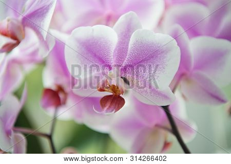 House Plants. Orchids Soft Gentle Tender Blossom Close Up. Orchids Flower Pink Violet Bloom. Phalaen