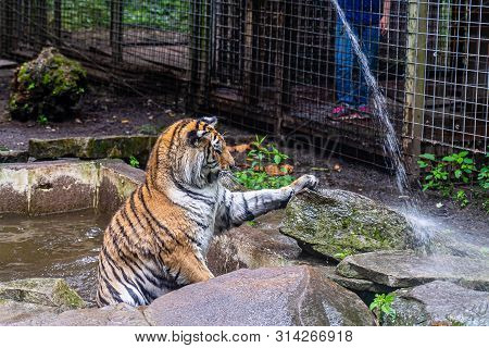 Tiger Playing With Water From A Hose In The Park.