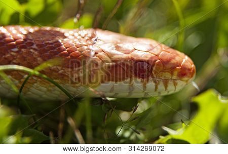 Orange And White Cornsnake In Grass
2019-07-02 Umea, Roback, Sweden