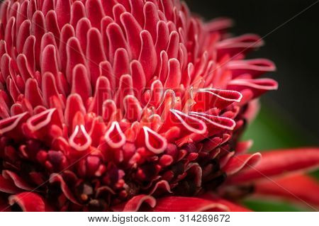 Close Up Shot Of Blossom Exotic Red Torch Ginger Flower,etlingera Elatior
