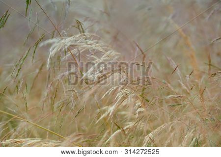 Nature Background With Wildgrass Under Sunlight. Selective Focus. Plant Background.