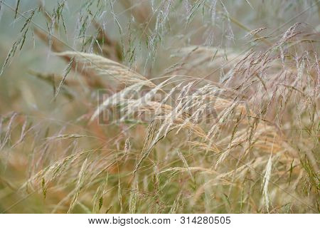 Nature Background With Wildgrass Under Sunlight. Selective Focus. Plant Background.