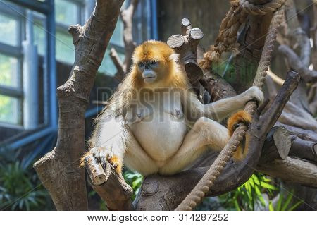 China's Unique Precious Animals, Golden Snub-nosed Monkey/ Rhinopithecus Roxellanae
