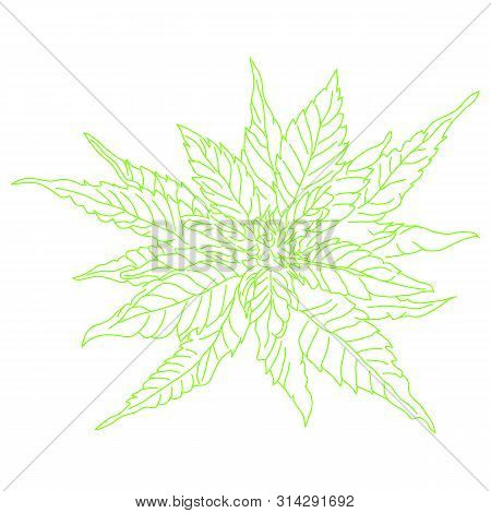 Cannabis Plants Hand Drawn Vector, Cannabis Leaf Marijuana, Hand Drawn Vintage Illustration - Medica