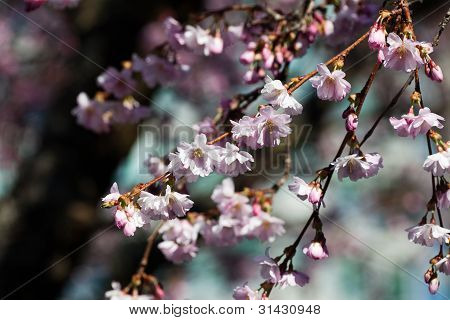 Fiori di ciliegio