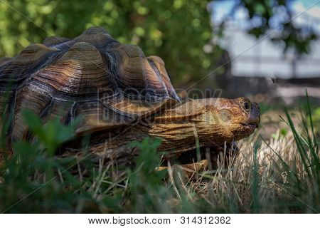 Centrochelys Sulcata, African Land Turtle With Large Shell In A Garden