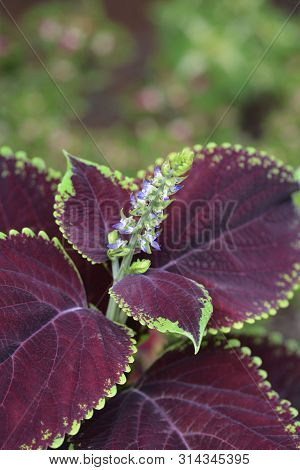 Painted Nettle Flower - Latin Name - Plectranthus Scutellarioides (solenostemon Scutellarioides)