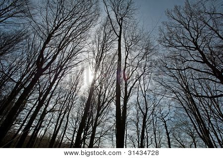 Sonnenuntergang in einem Wald im FrÃ¼hjahr