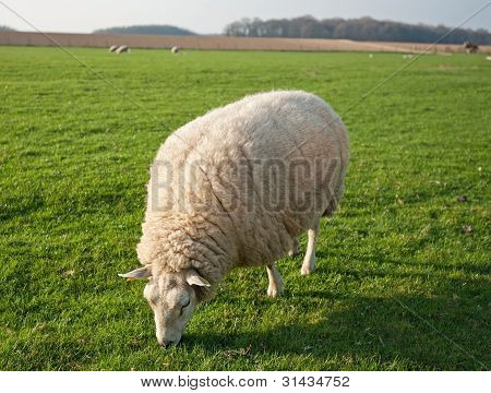 Schafe auf einer Wiese bei Sonnenuntergang