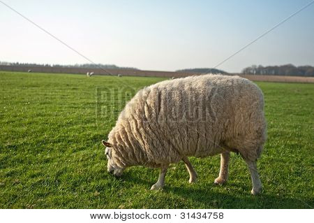 Schafe weiden im FrÃ¼hling